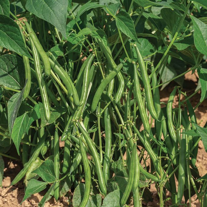 10 reasons why you should eat green beans